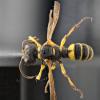 Cerceris quadricincta corsica